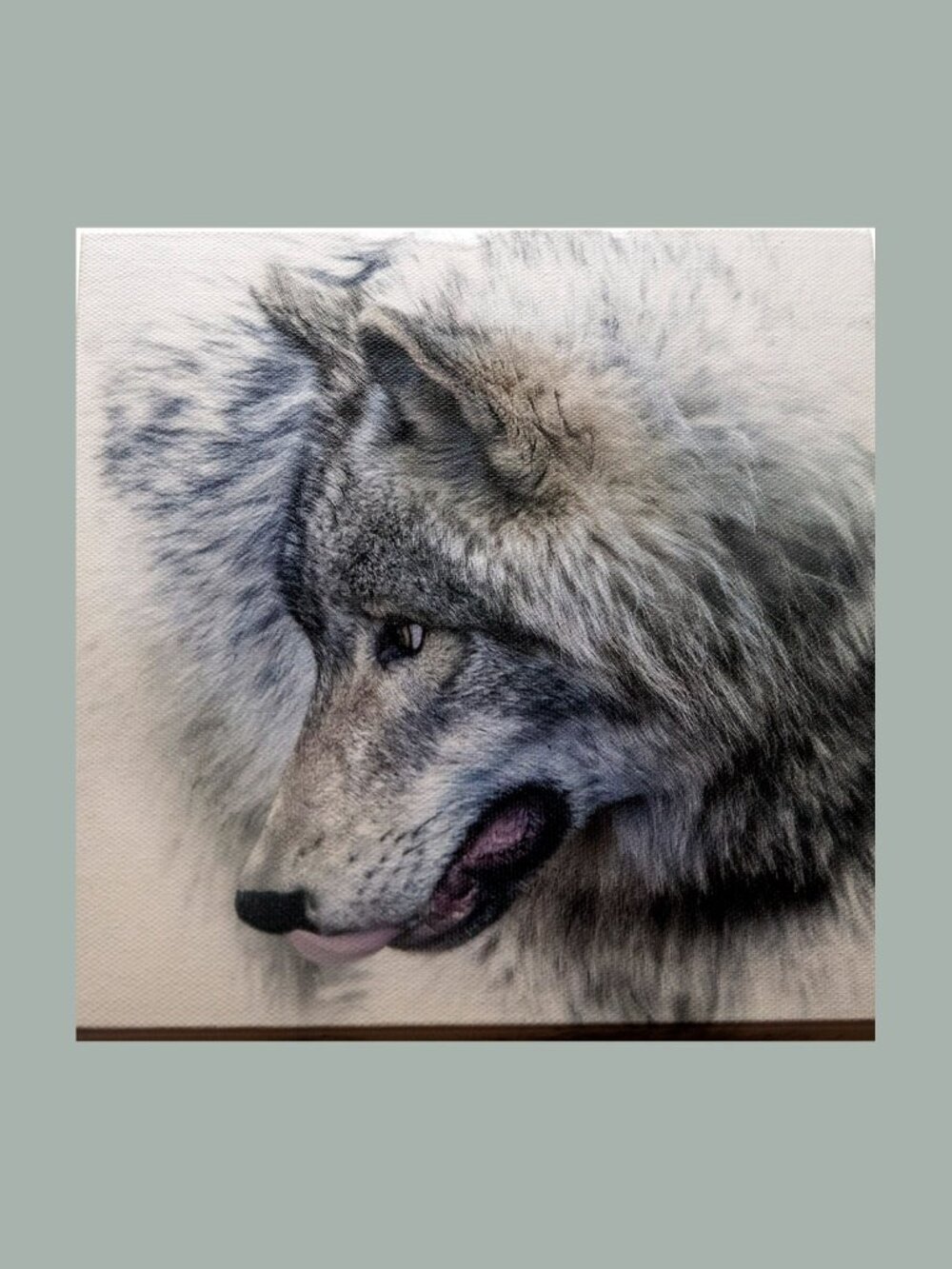 CANVAS photo on canvas  8" X 8" wolf photography.